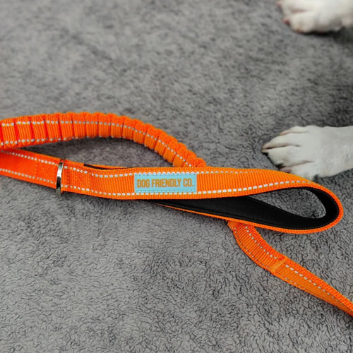 Why Your Dog Scratches the Bed Sheets (and How to Stop It)