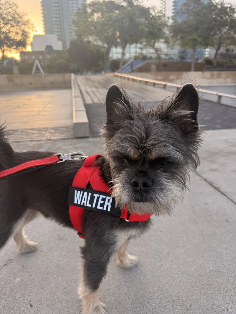 Walter on a real walk in a red DFC harness