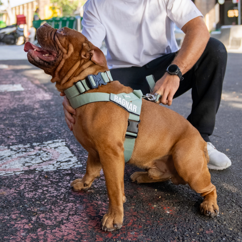Harness or Collar: Which is Best for Walking Your Dog?