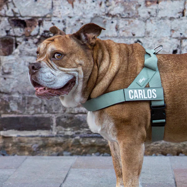 Dog Harness + FREE D-ring