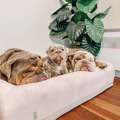 Premium Orthopedic Memory Foam Dog Bed - Pink