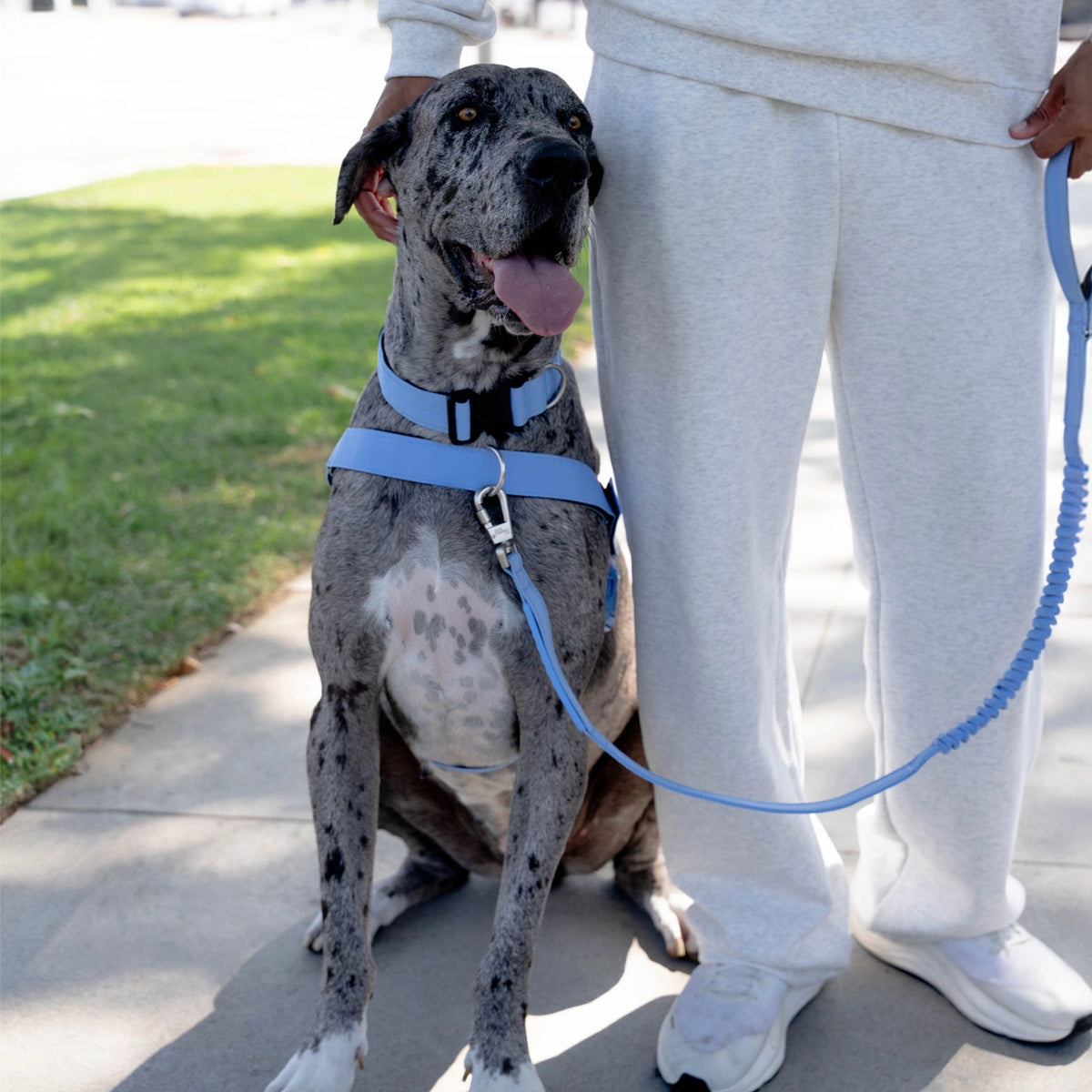Great Dane in the Air harness and bungee leash, sitting beside its owner