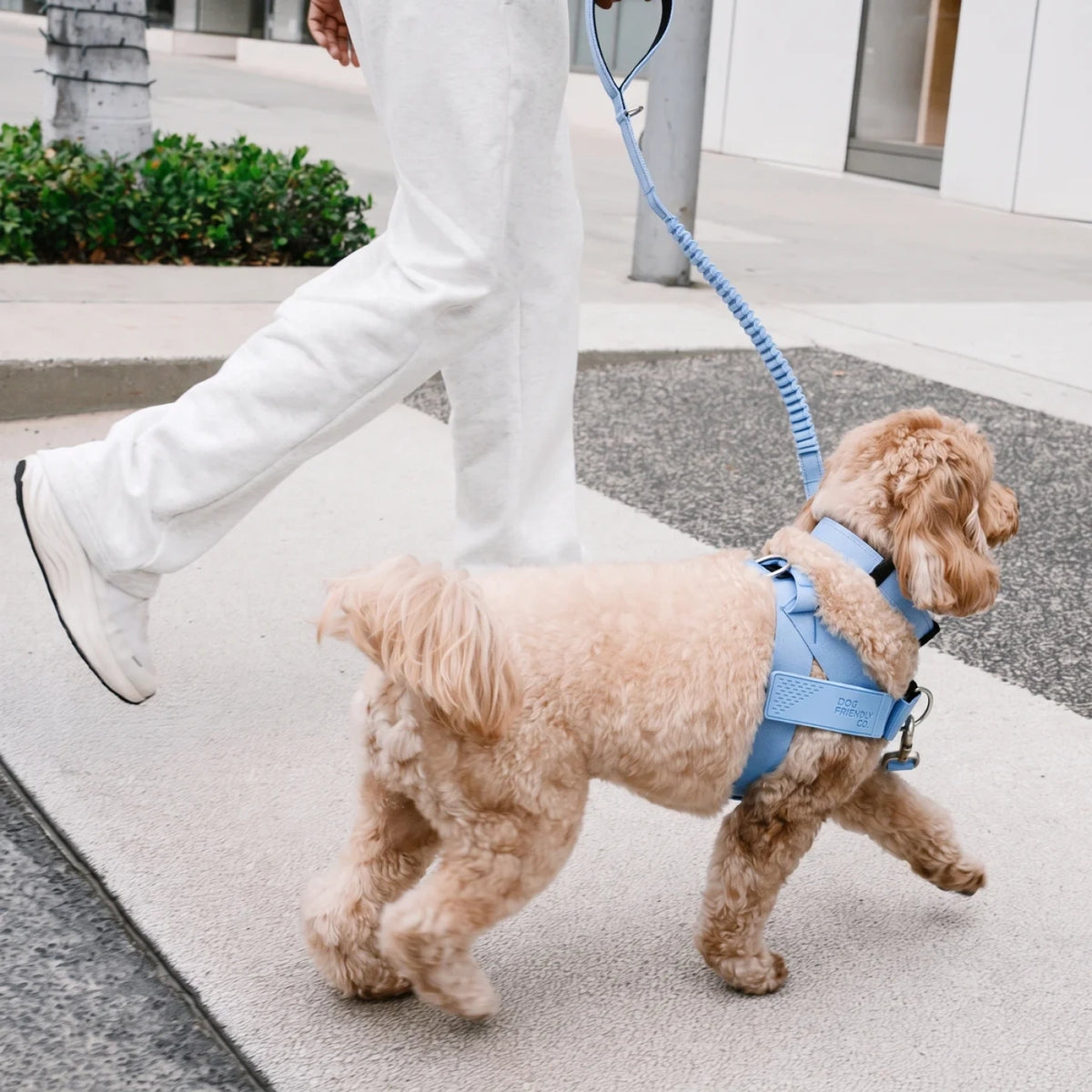 Cockapoo in the Air harness walking beside its owner