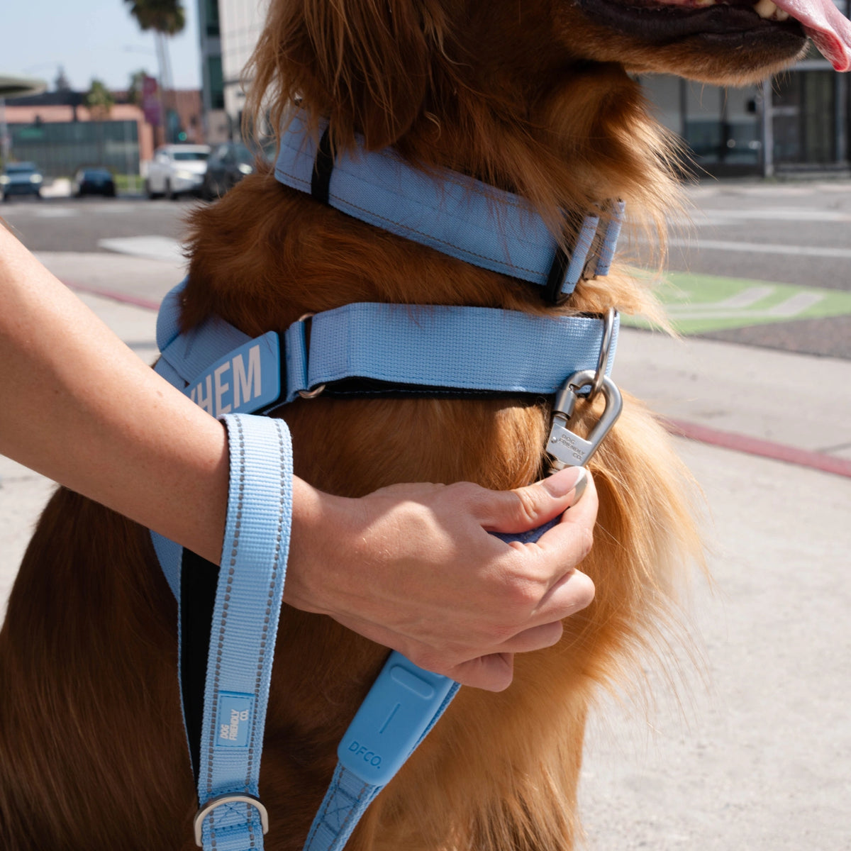 Golden retriever in the Air harness with a personalised name patch, its owner holding the leash
