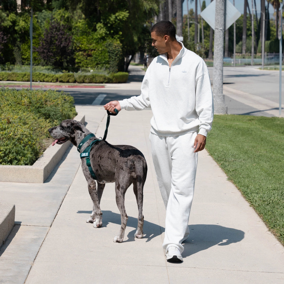 Man walking a Great Dane in the Forest harness along a sidewalk