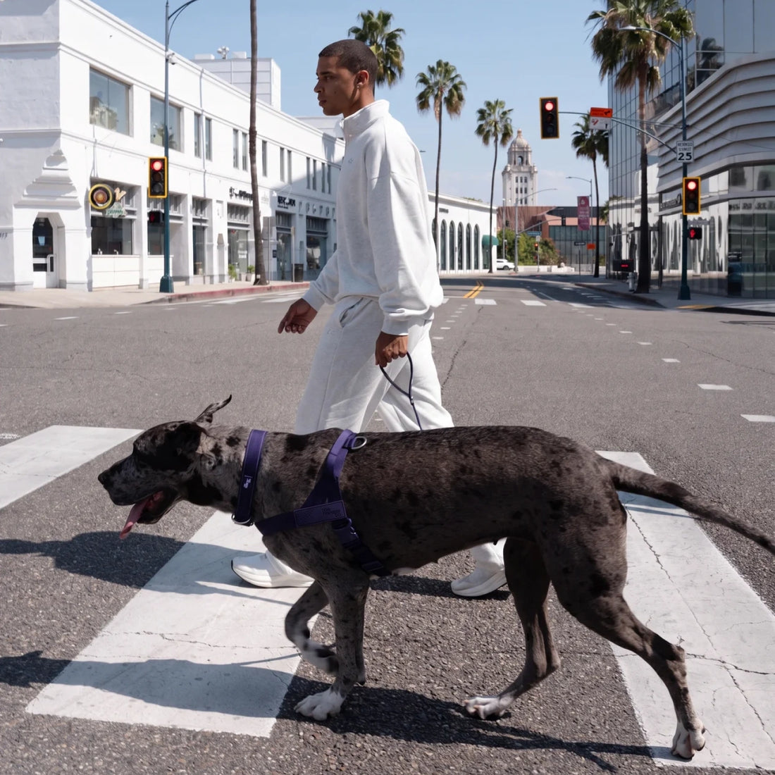 Man walking a Great Dane in the Indigo harness across a crosswalk