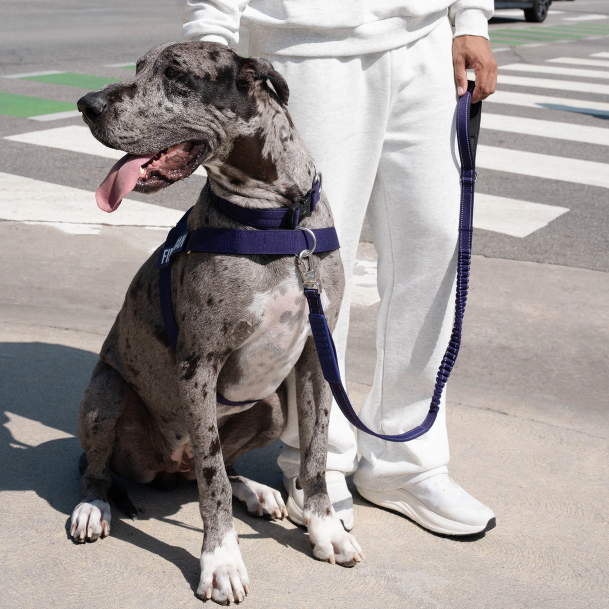Great Dane in the Indigo harness sitting on the pavement, its owner holding the bungee leash