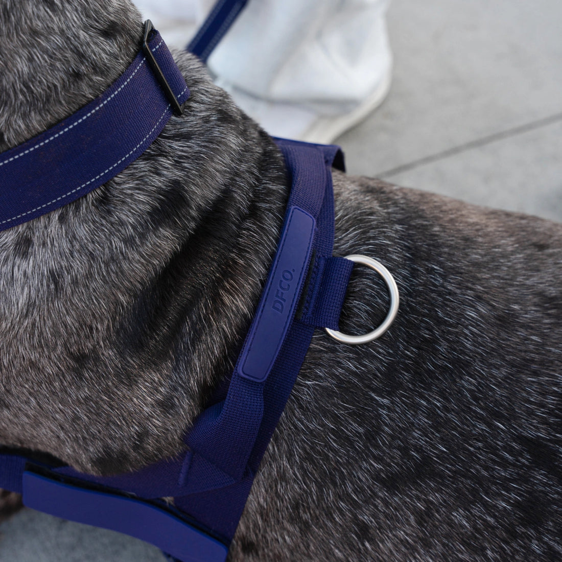 Close-up of the front D-ring on the Indigo harness