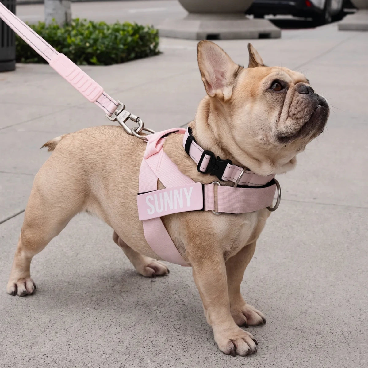 French bulldog in the Sakura harness and leash, with the name SUNNY on its custom name patch