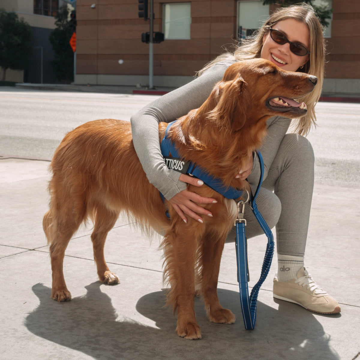 Bungee Dog Leash - Classic Blue