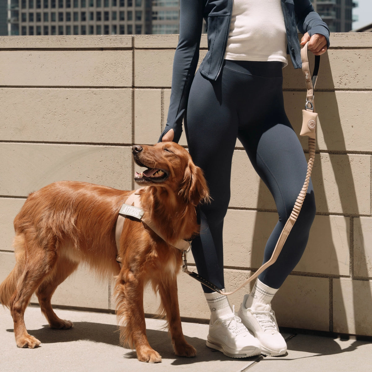 Bungee Dog Leash - Brown
