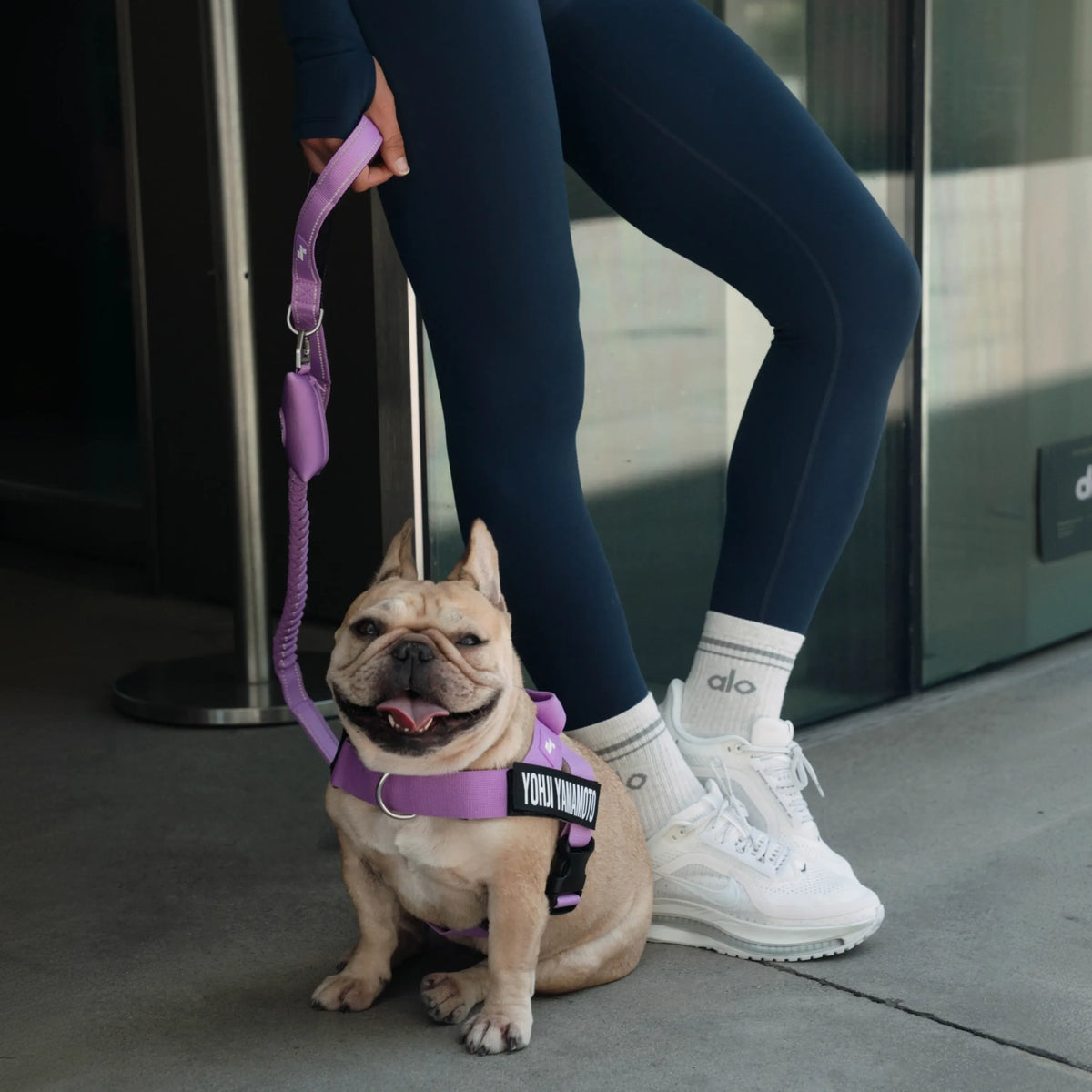 Bungee Dog Leash - Purple
