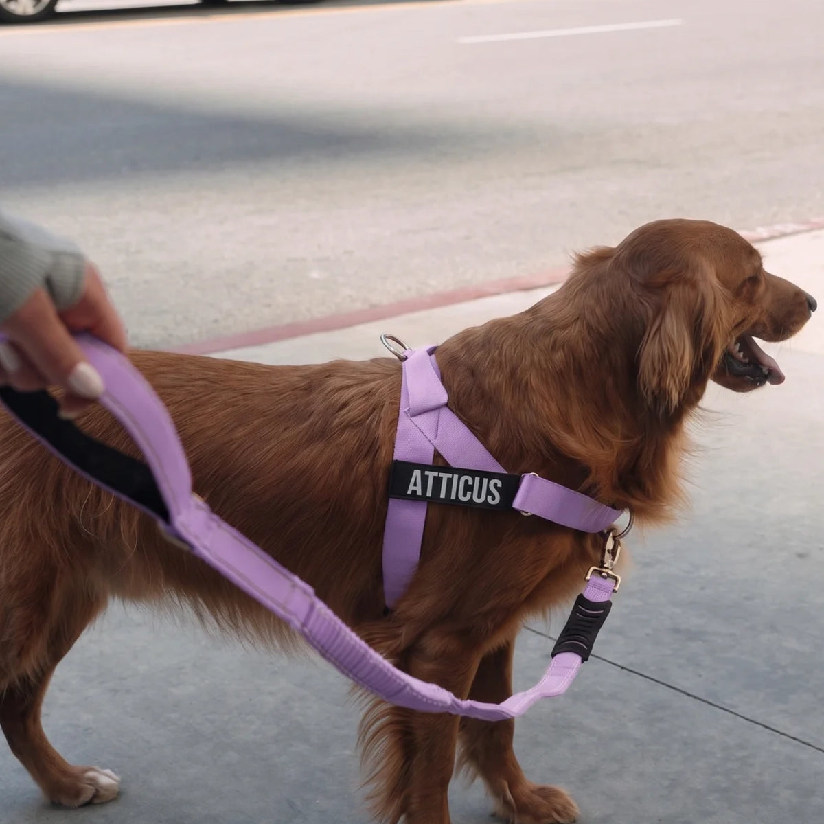 Bungee Dog Leash - Purple