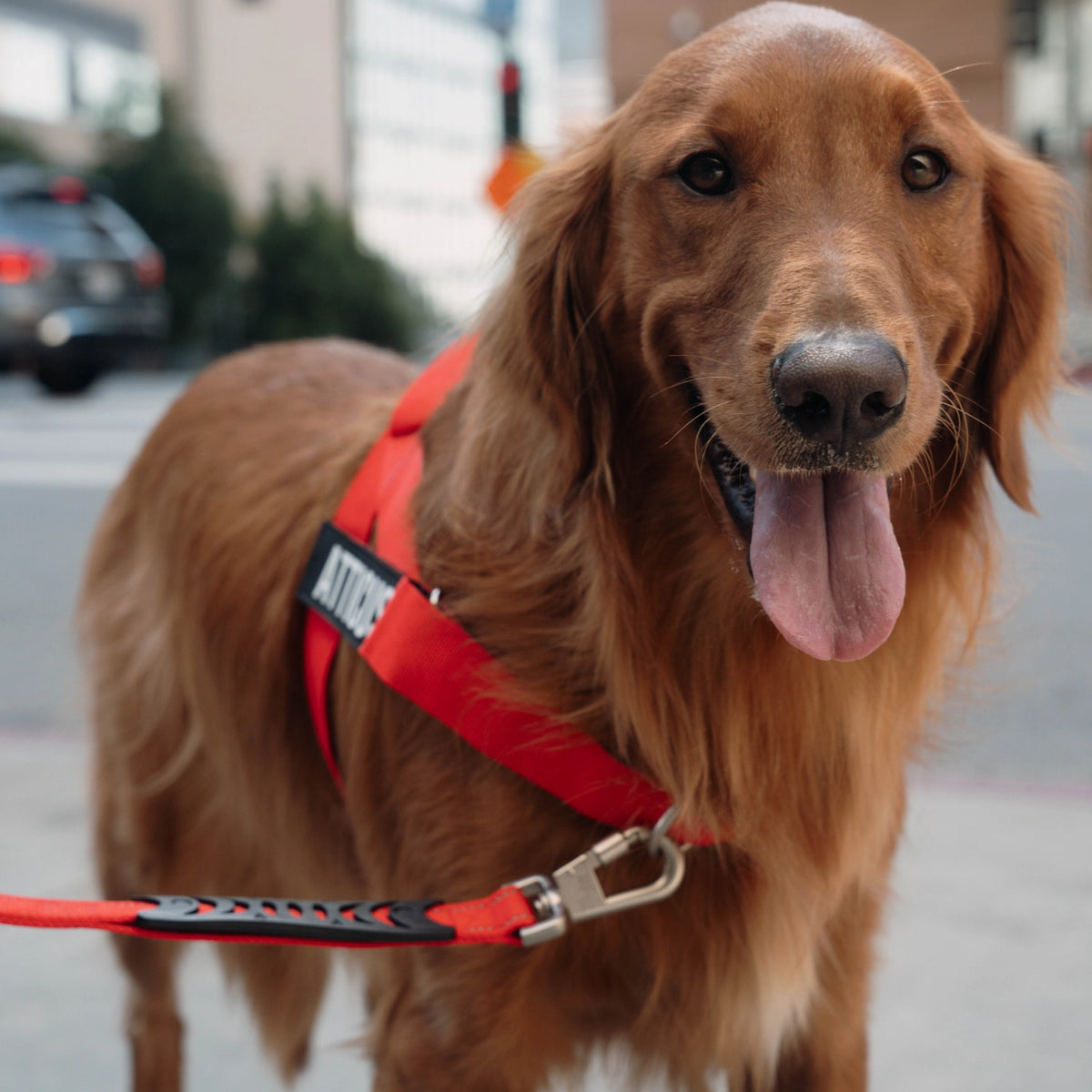 Bungee Dog Leash - Red