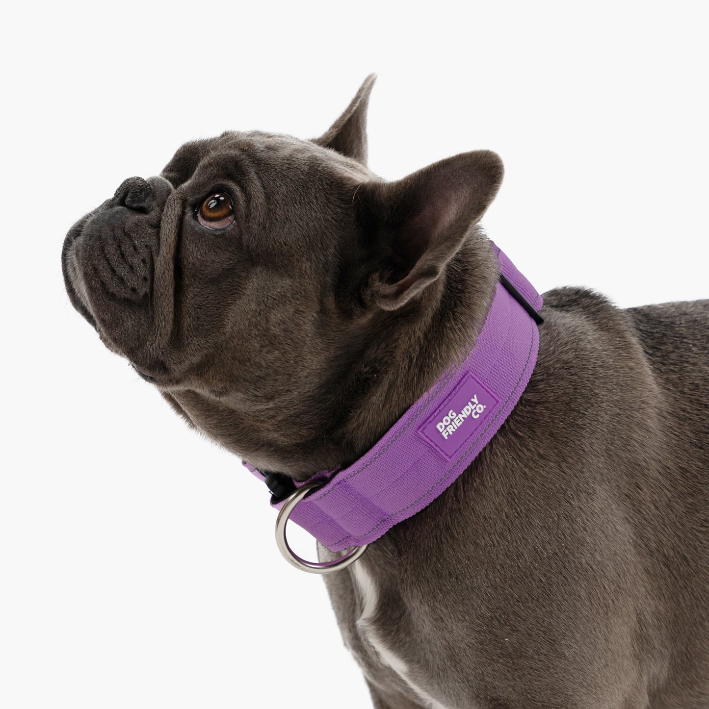 Collar Walk Set - Purple