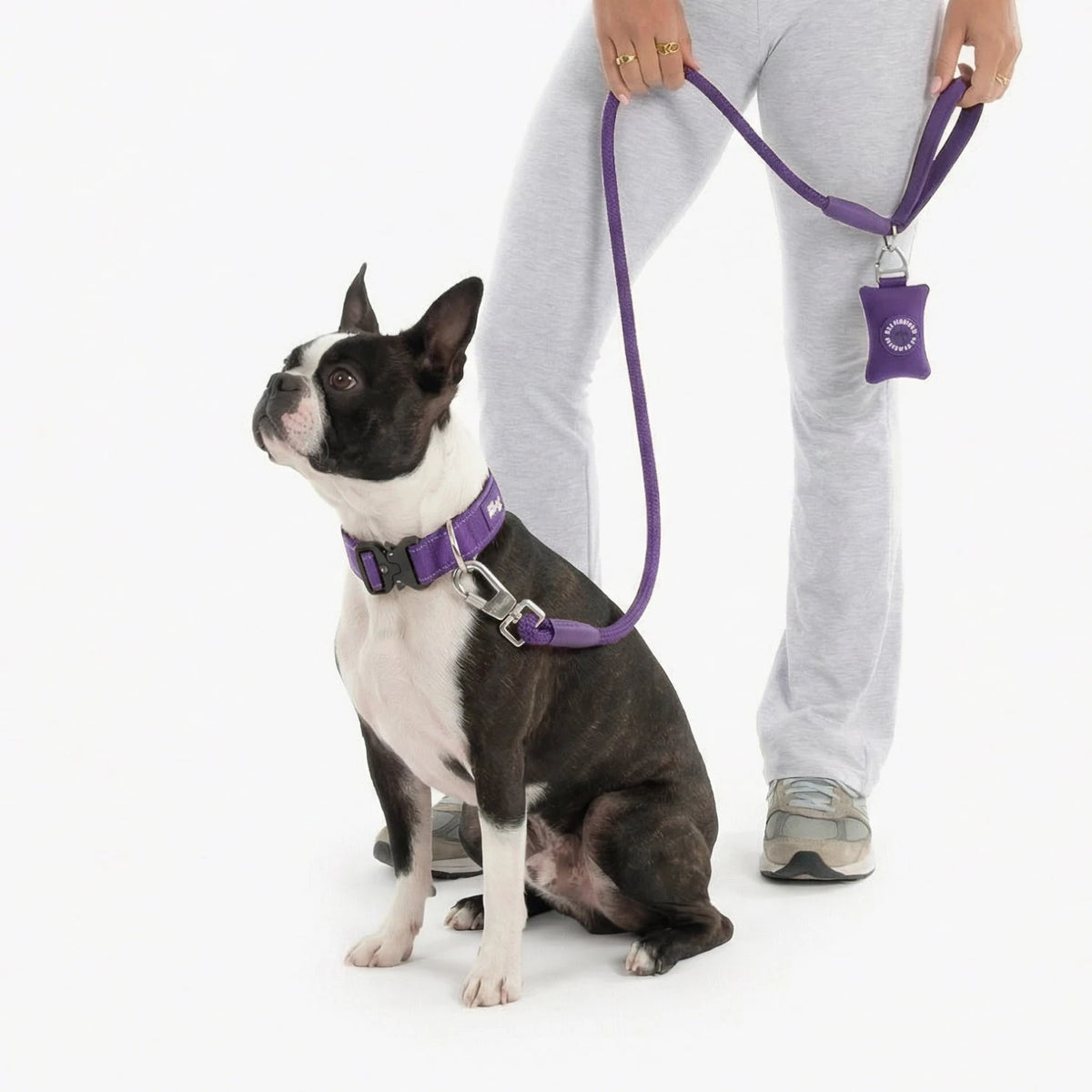 Boston terrier in the Indigo tactical collar and bungee leash, with the poop bag holder on the leash