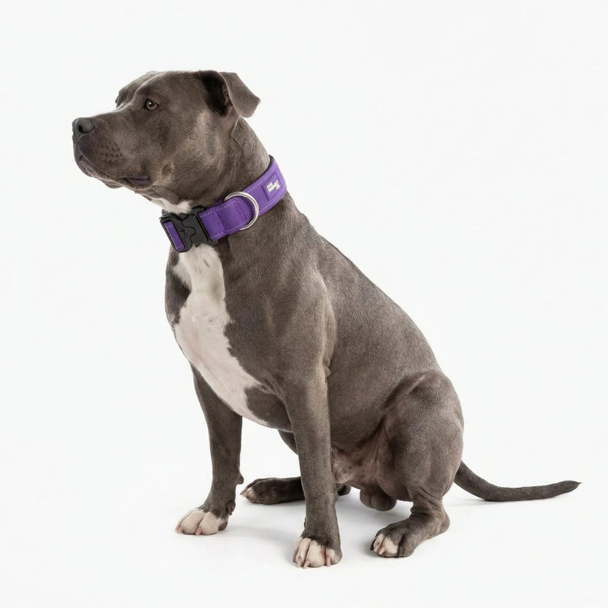 Staffy sitting in the Indigo tactical collar