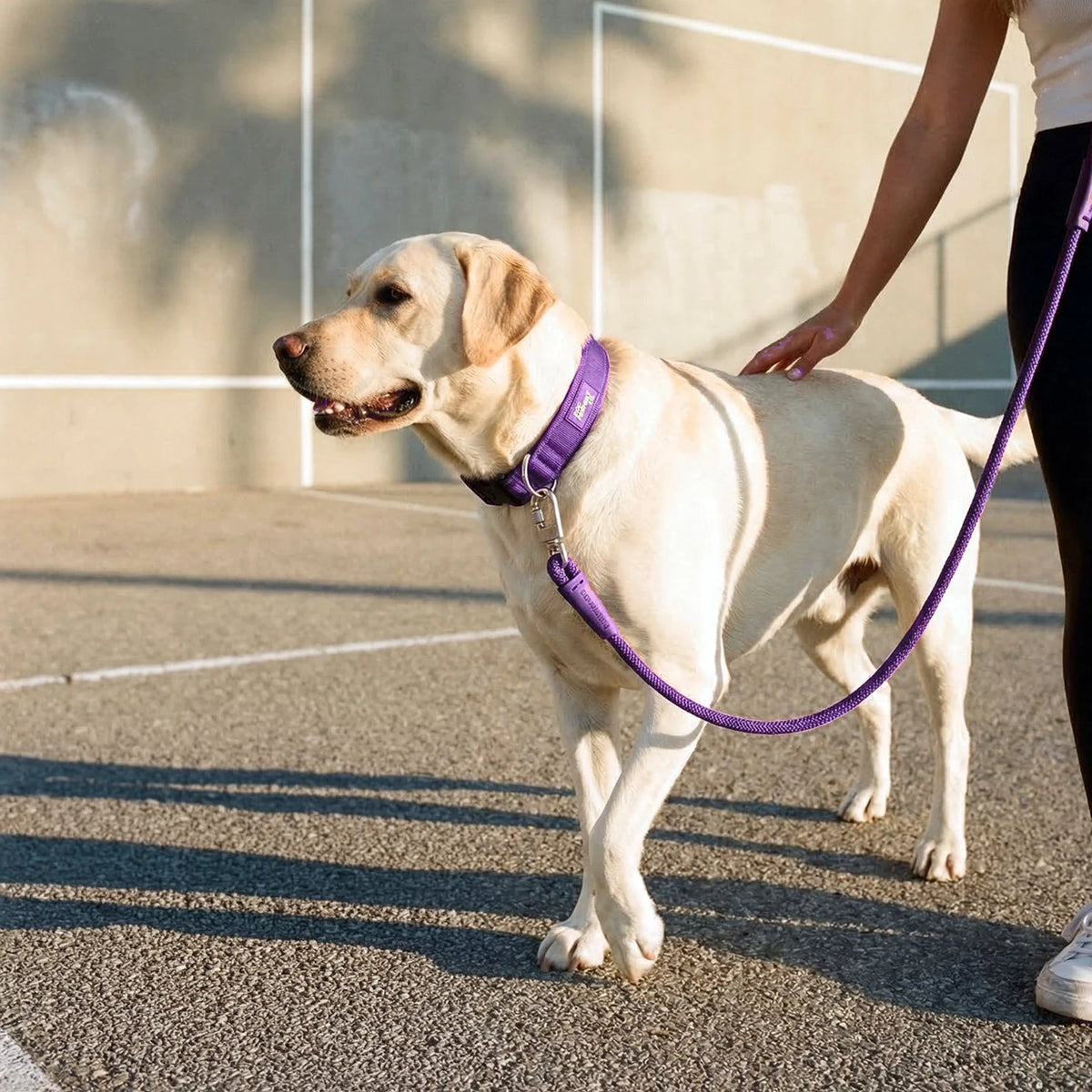 Labrador walking in the sun in the Indigo collar and bungee leash