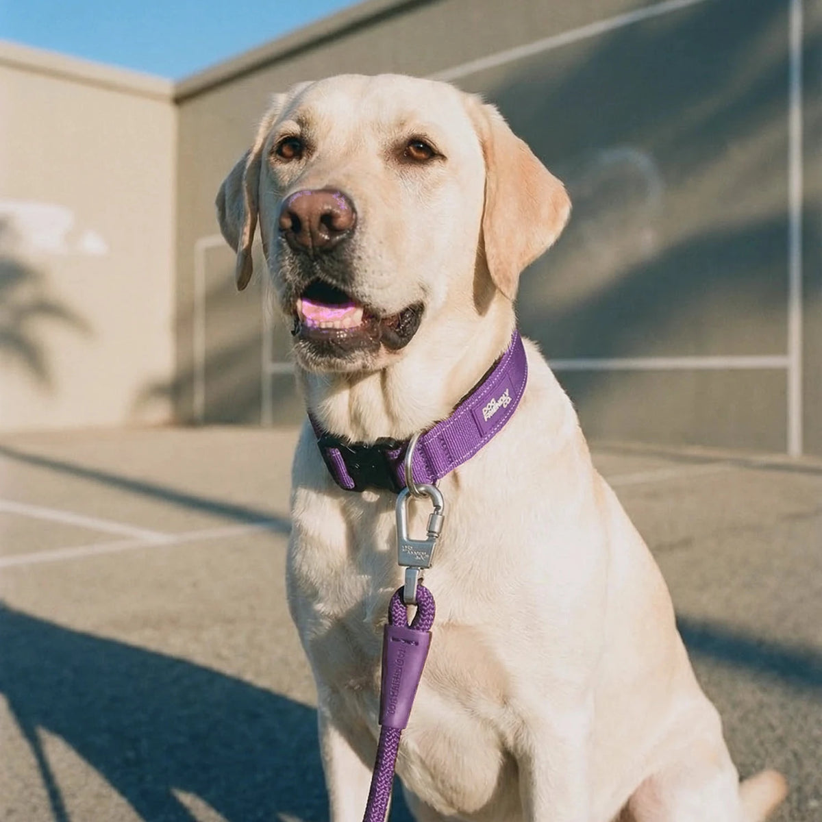 Labrador sitting in the sun in the Indigo tactical collar, the bungee leash clipped on