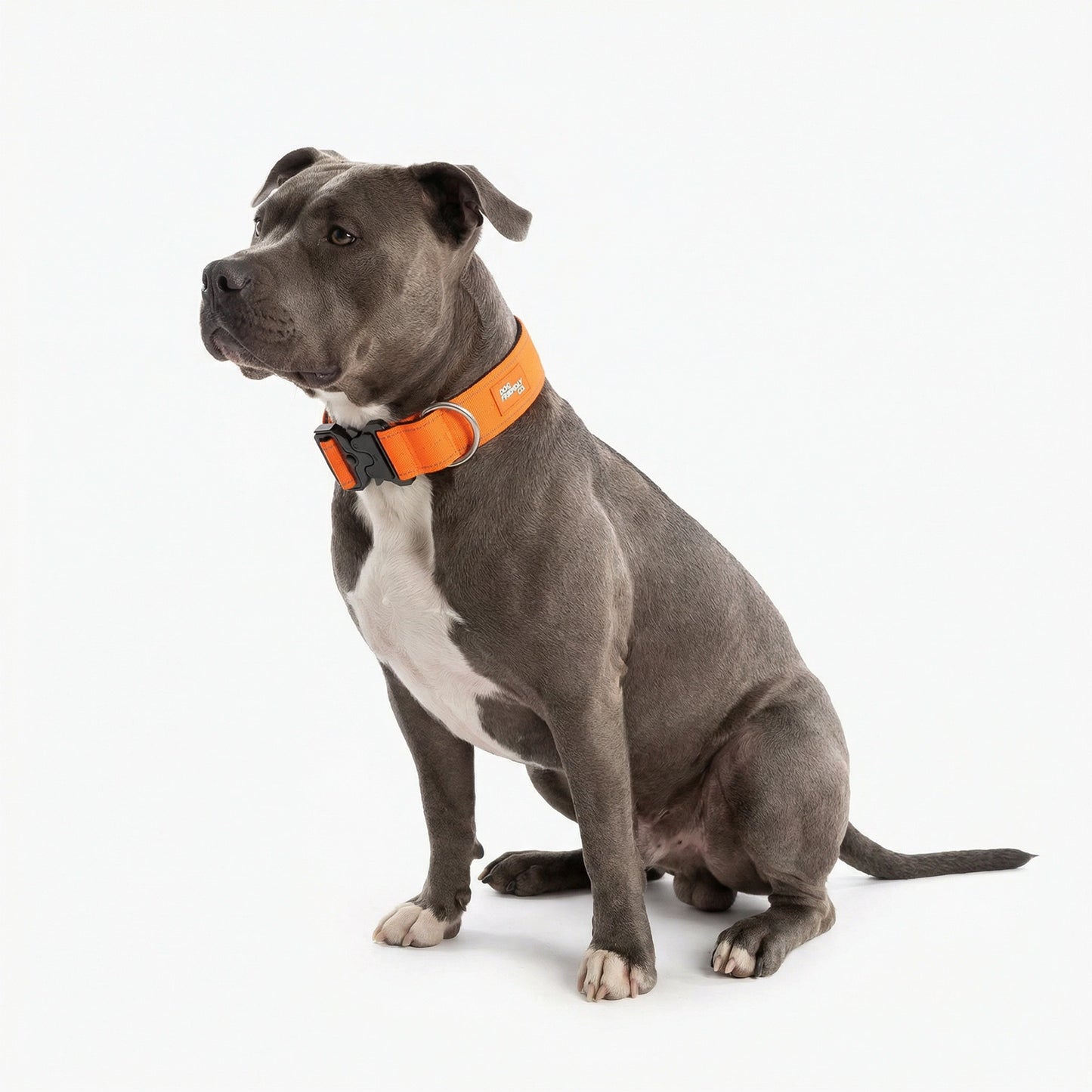 Tactical Dog Collar - Orange