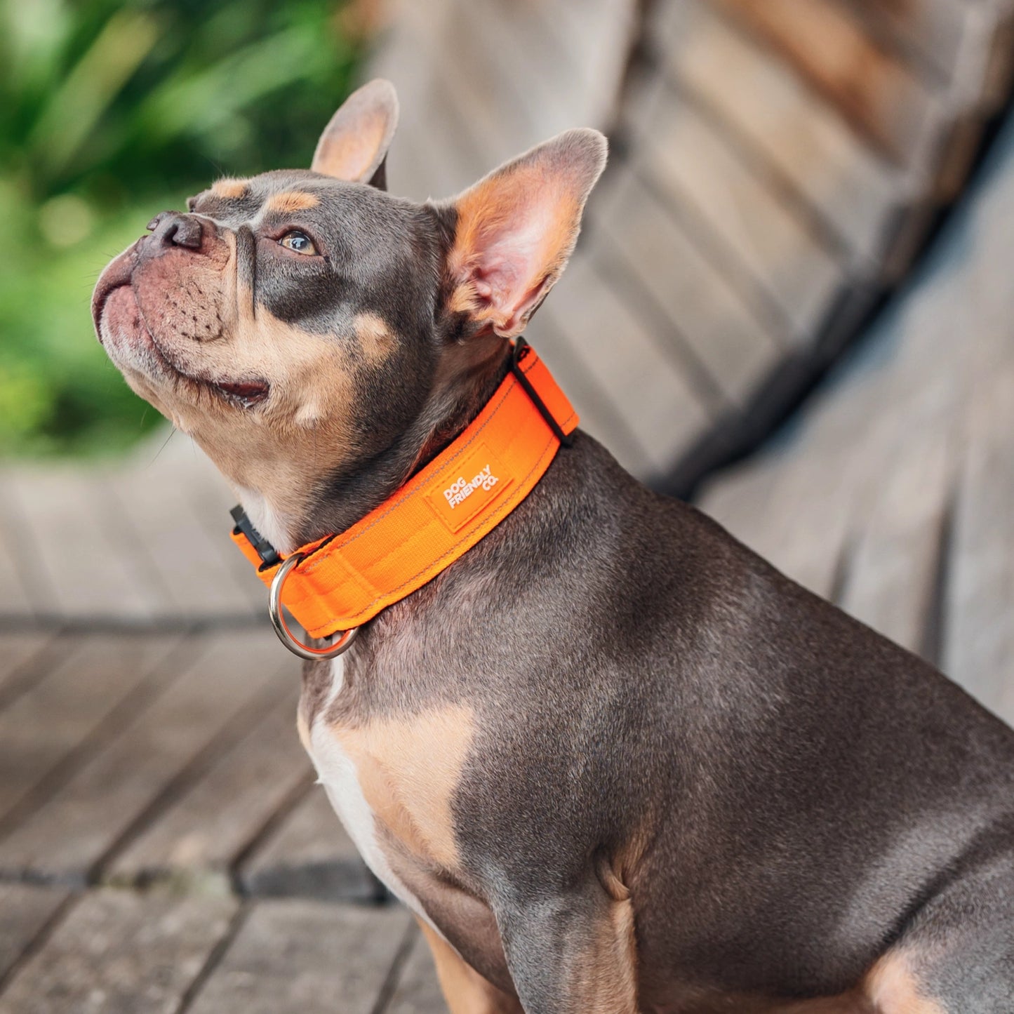 Tactical Dog Collar - Orange