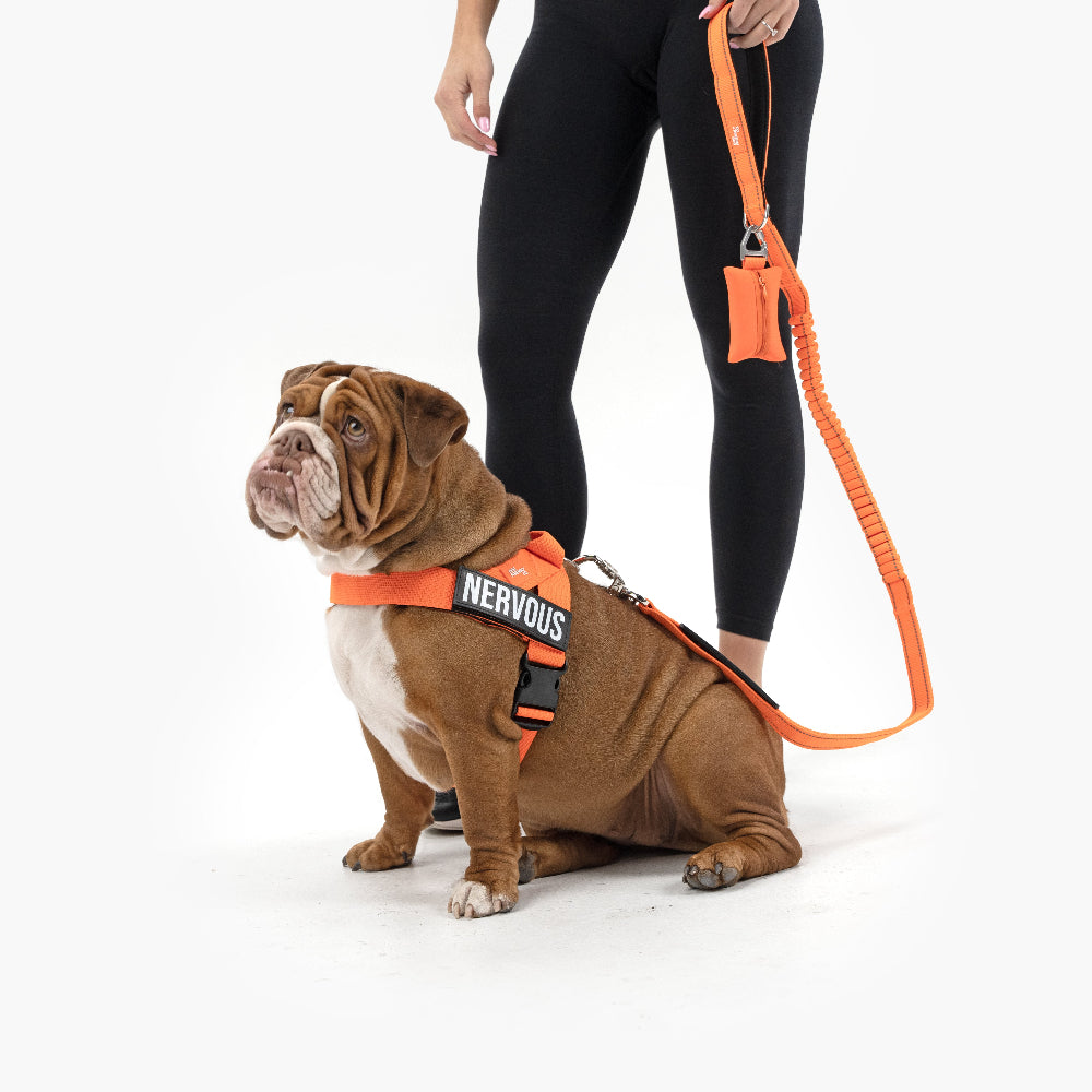 Ultimate No-Pull Bundle - Hi-Vis Orange