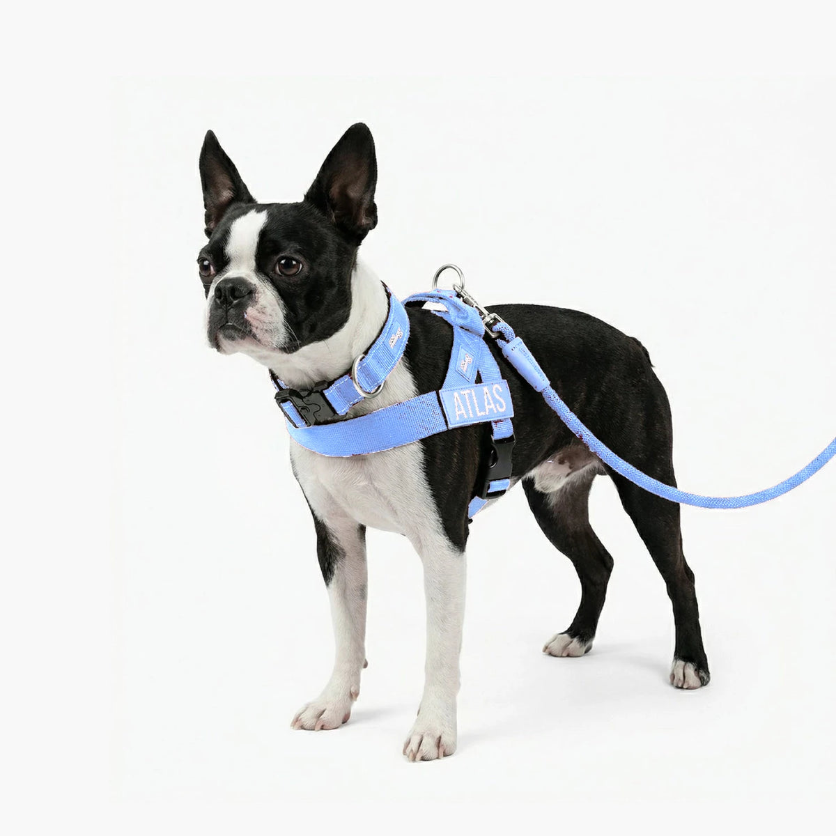 Boston terrier in the Air harness with the name ATLAS, Air collar and bungee leash