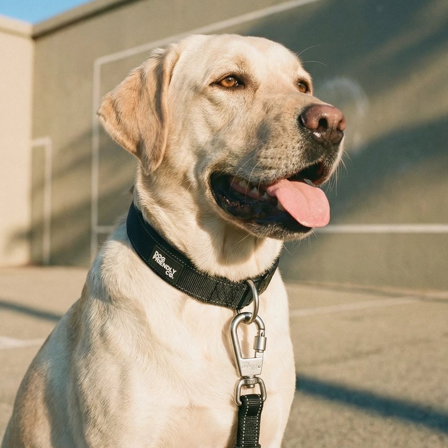 Dog Lovers Pack - Black