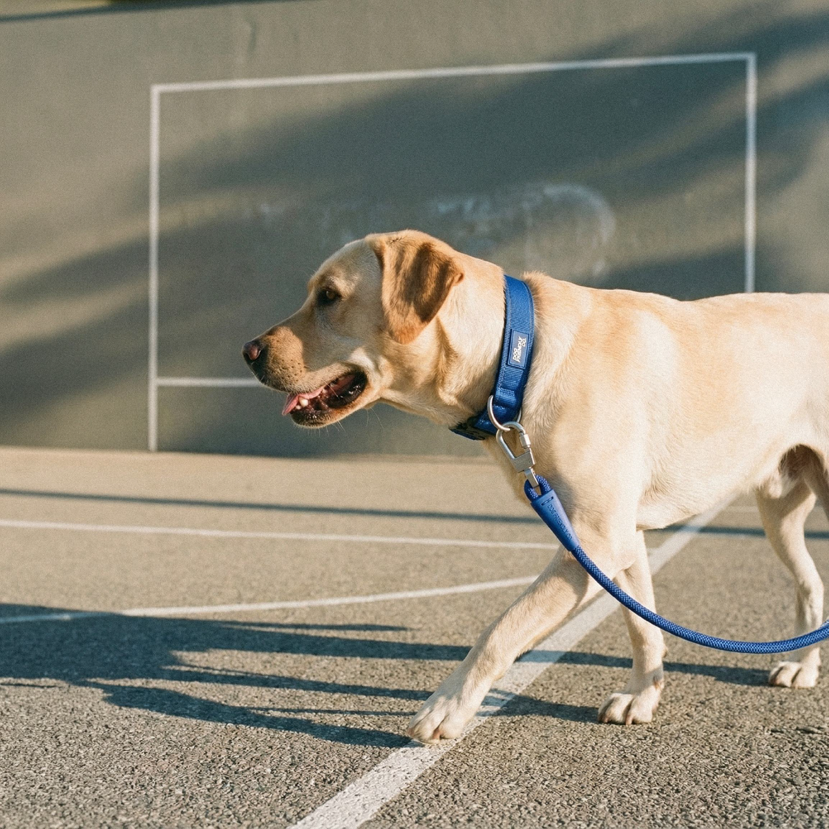 Dog Lovers Pack - Classic Blue