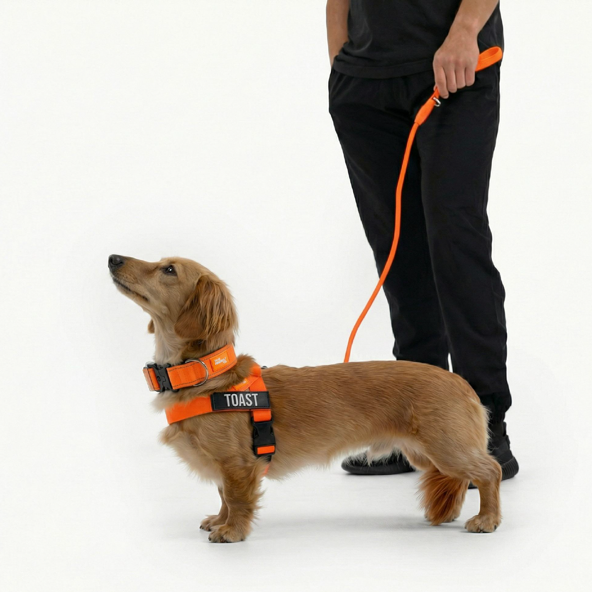 Dog Lovers Pack