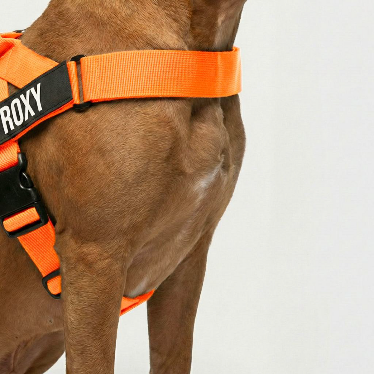 Dog Lovers Pack