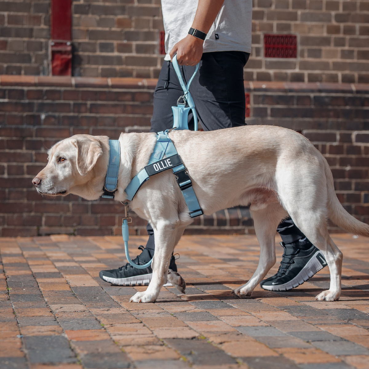 Dog Lovers Pack - Sky Blue
