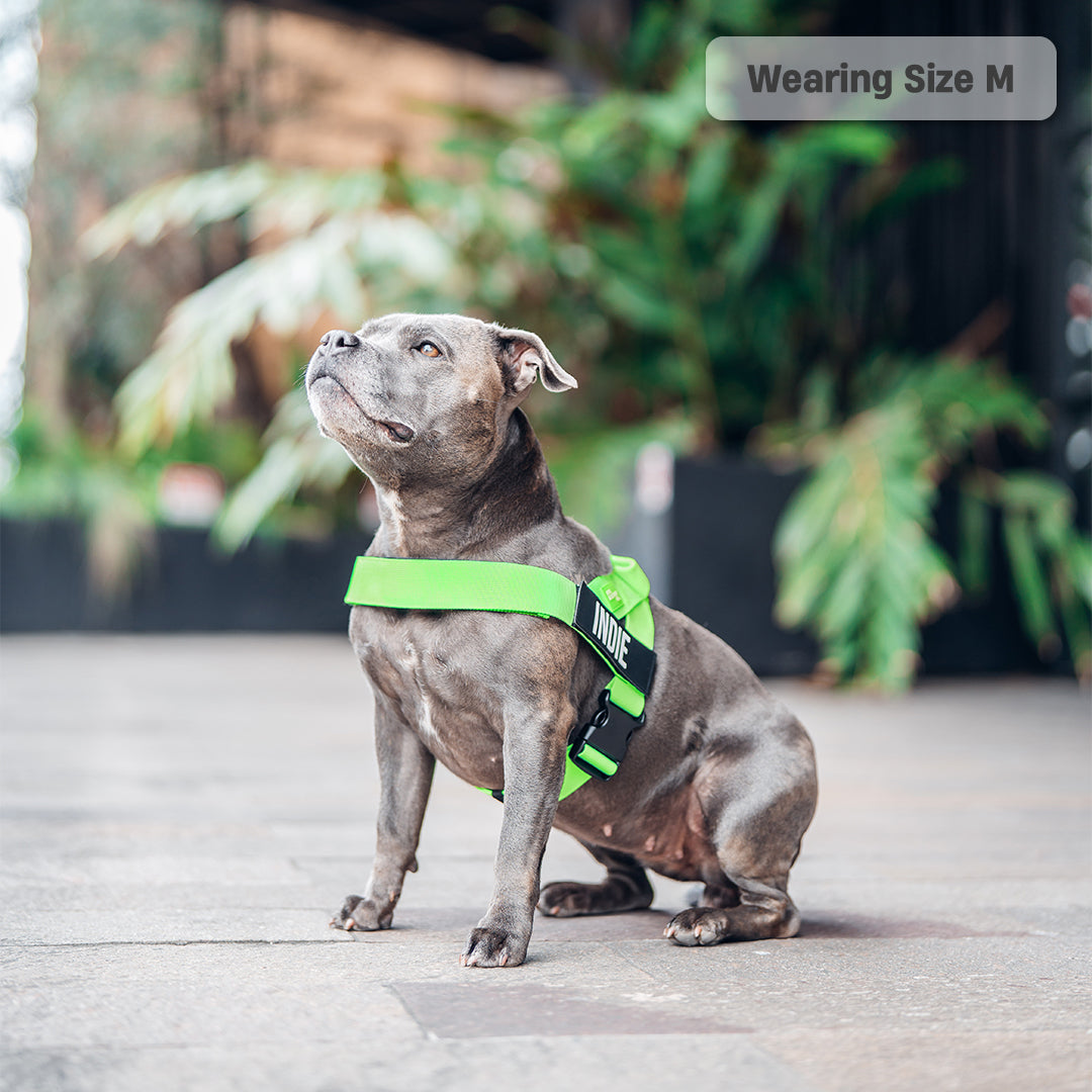 Dog Harness - Neon Green
