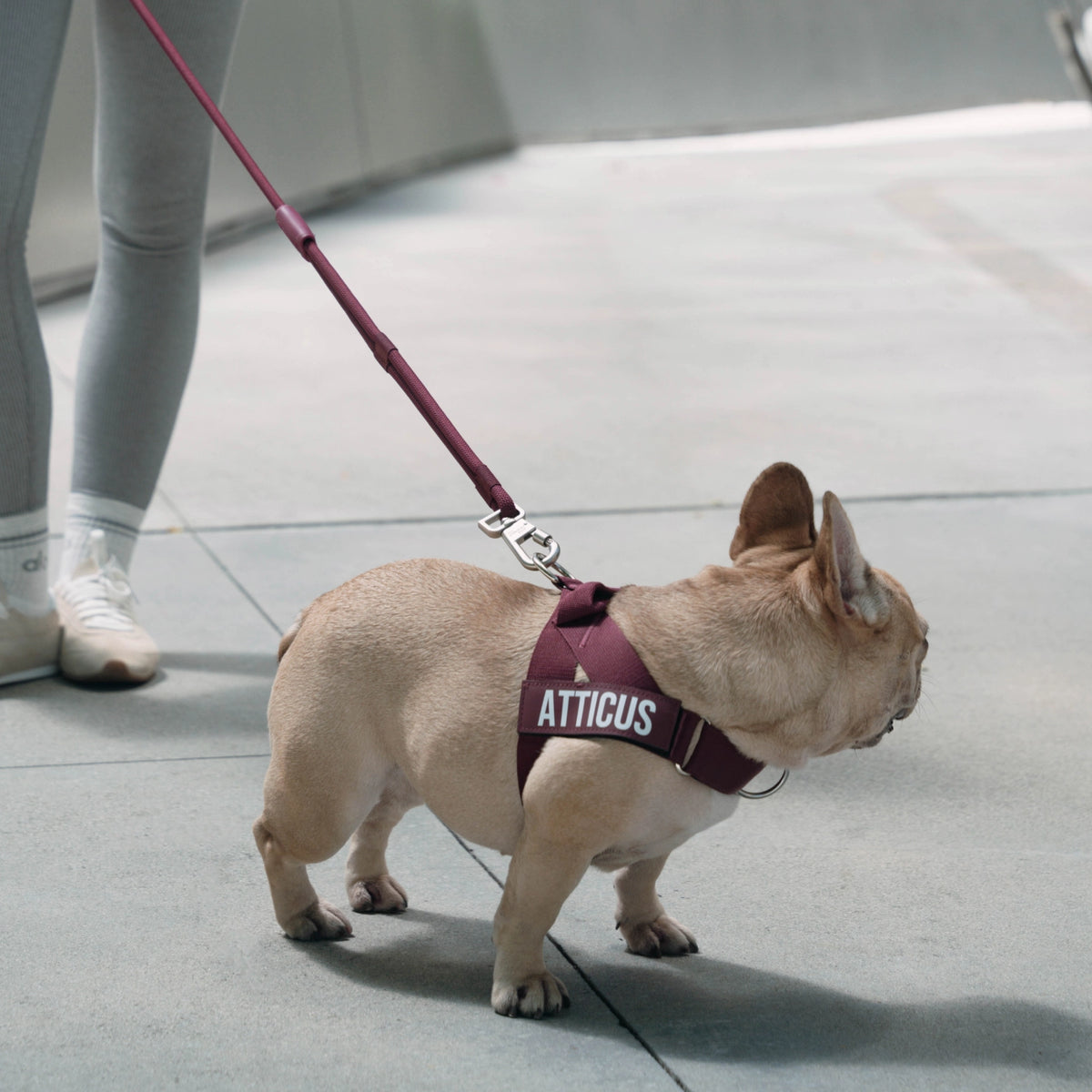 Dog wearing a Burgundy harness while walking with the Premium Burgundy hands-free leash.
