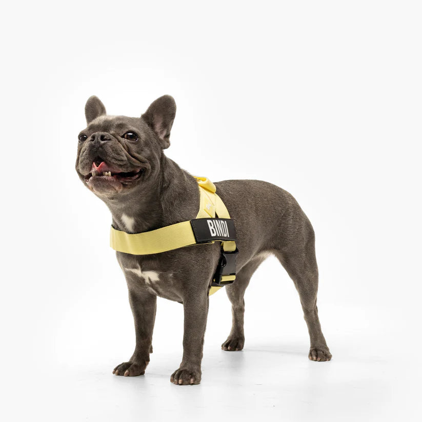 Dog Harness + FREE D-ring