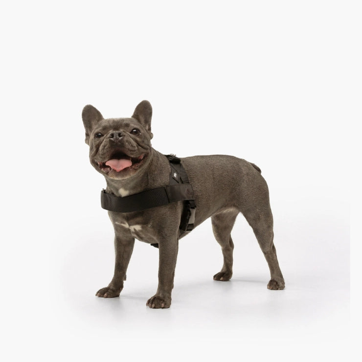 Personalised Dog Harness - Black