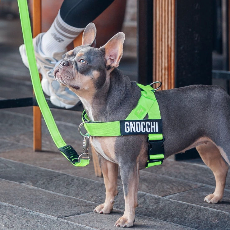 Personalised Dog Harness - Neon Green
