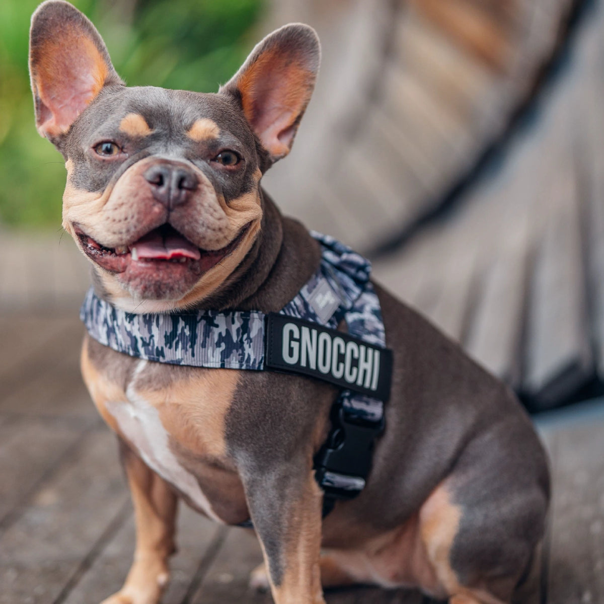 Personalised Dog Harness