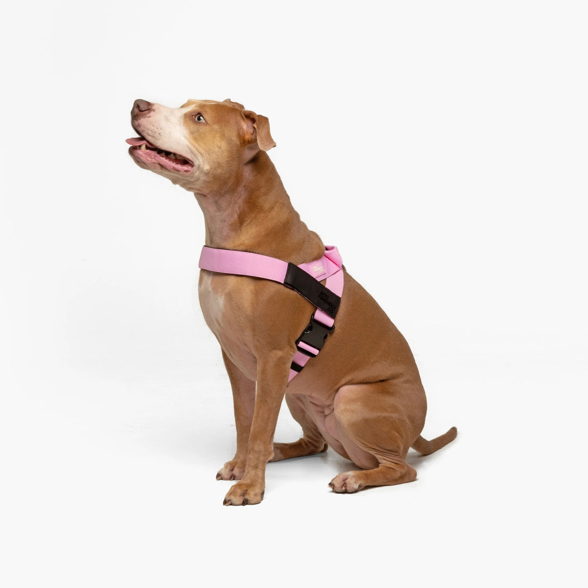 Harness - Pink