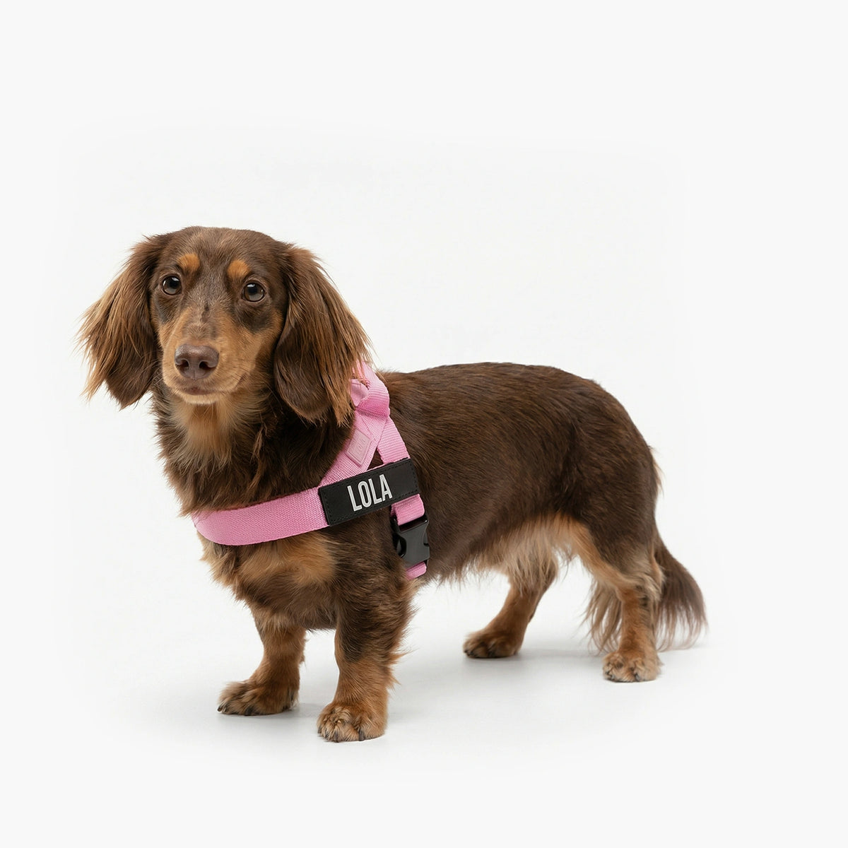 Harness - Pink