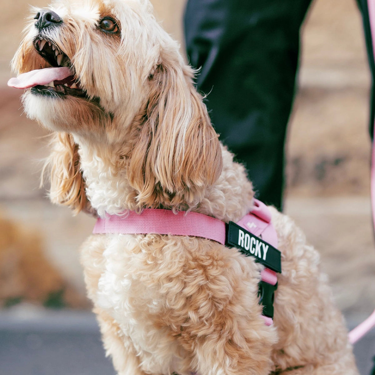 Harness - Pink