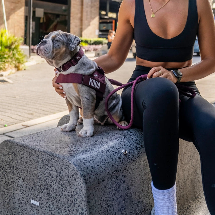 Personalised Dog Harness - Burgundy