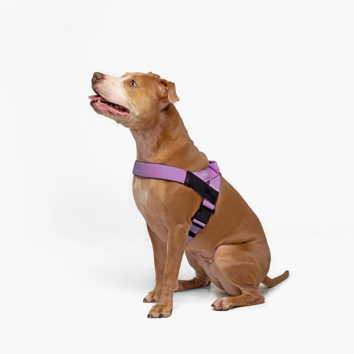 Personalised Dog Harness - Purple