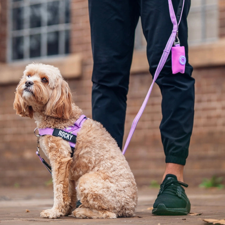 Personalised Dog Harness - Purple