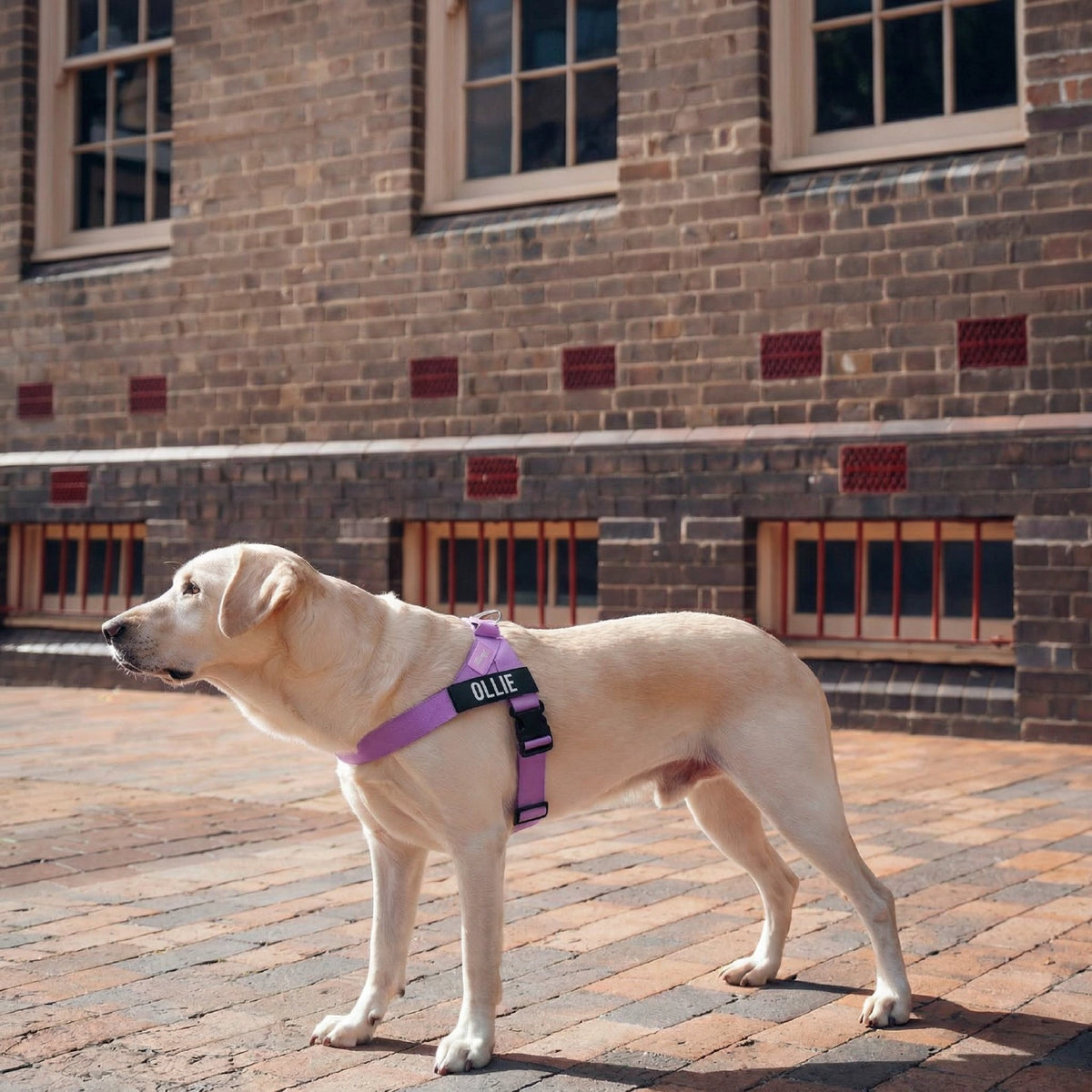 Harness - Purple