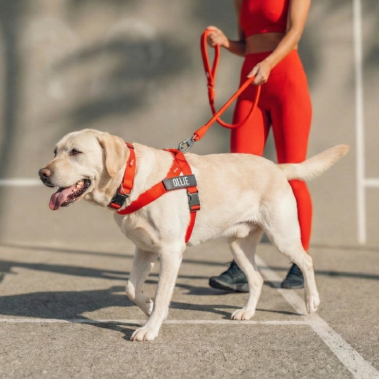 Personalised Dog Harness - Red