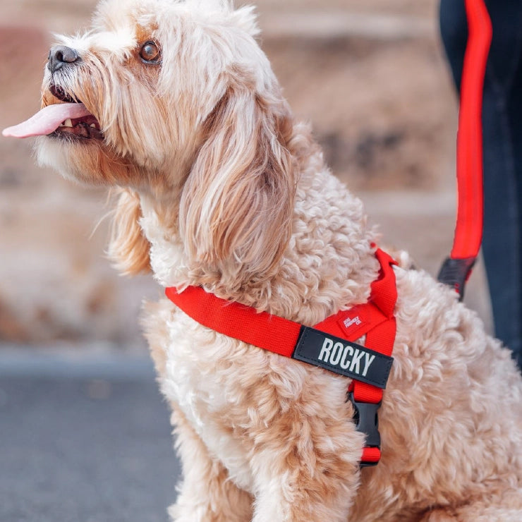 Personalised Dog Harness - Red