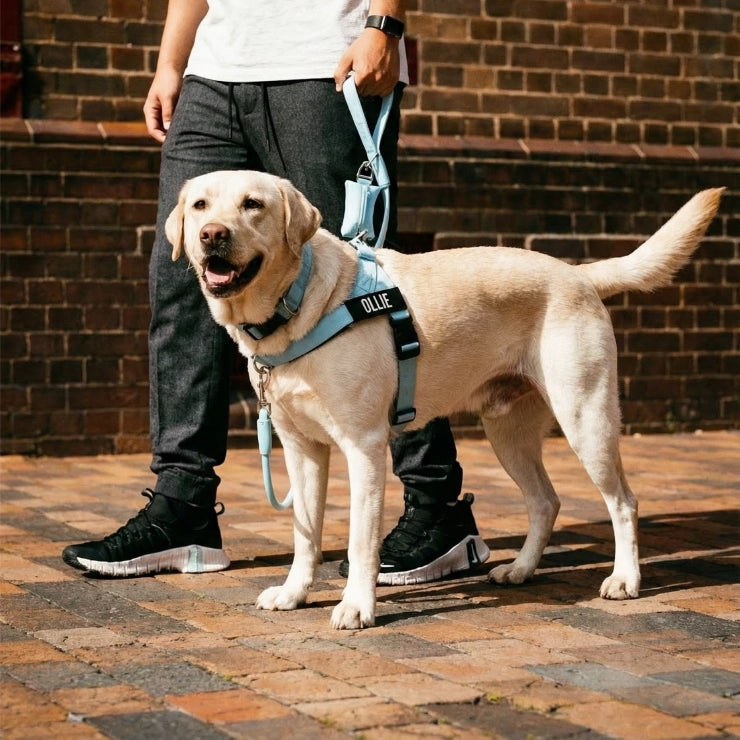 Personalised Dog Harness - Sky Blue