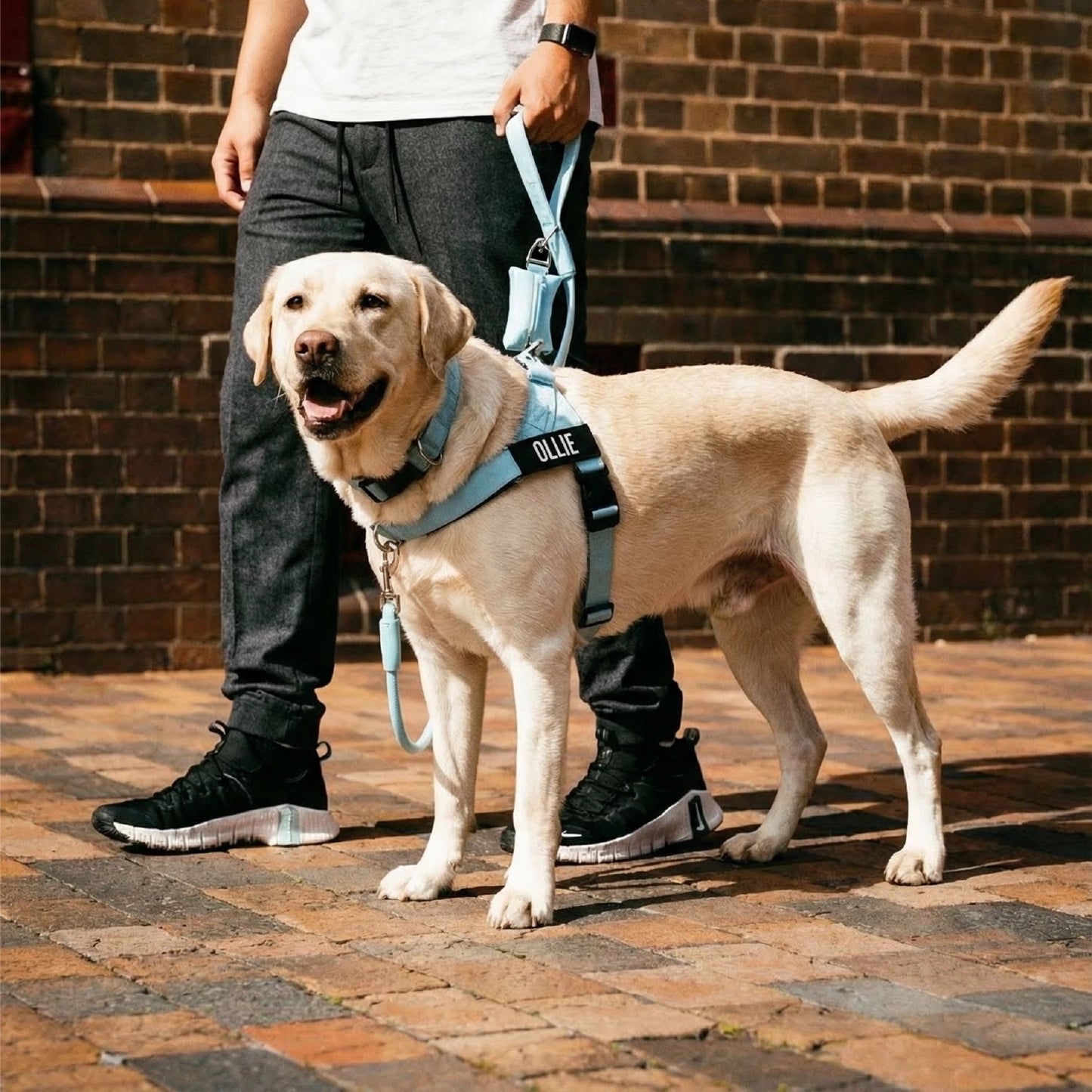 Personalised Dog Harness