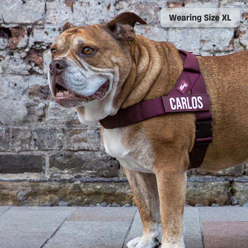 Signature Kit - Burgundy